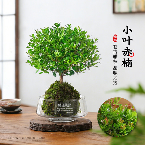 真正小叶赤楠水培盆栽金丝楠木