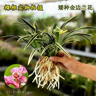 金边兰花浓香型矮种花卉客厅春兰建兰蕙兰绿植盆栽懒人好养兰花