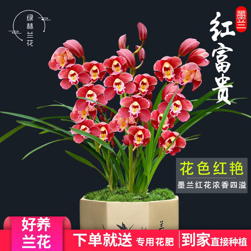 墨兰花苗 红富贵  冬带花苞出售浓香花卉年宵花室内盆栽绿植好养