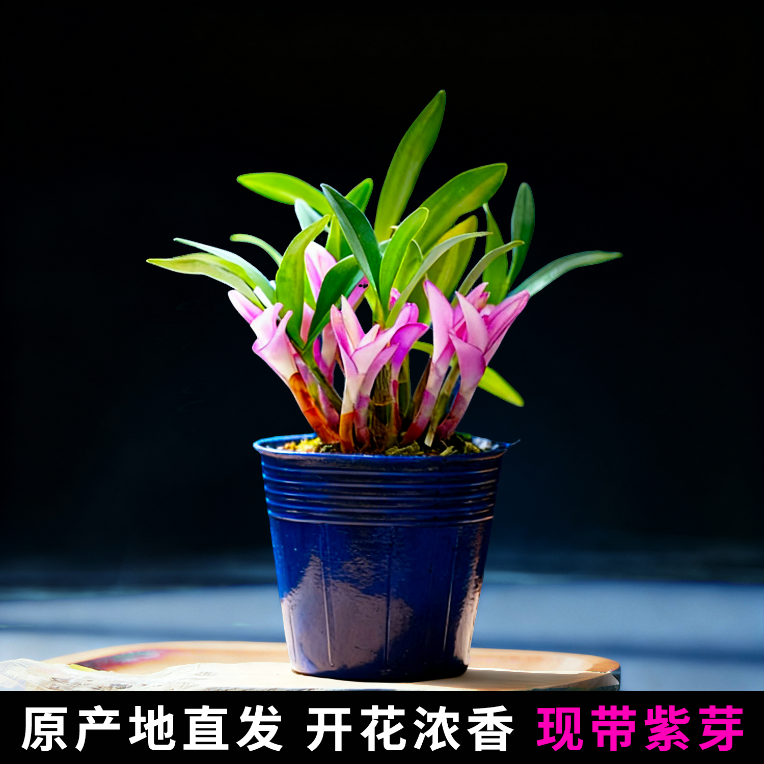 水培七彩香水石斛兰带花苞盆栽