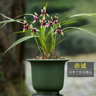 建兰高档兰花苗 夏带浓香花苞好养办公桌客厅花卉盆栽绿植草 赤诚