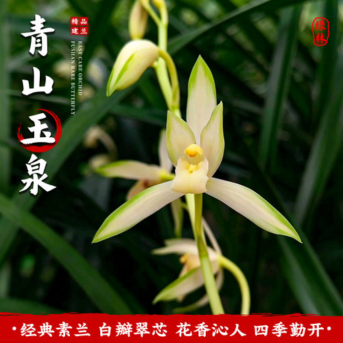 名贵建兰青山玉泉带花苞盆栽花苗花卉绿植物客厅四季桌面室内好养