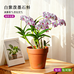 水培香水白泼墨石斛兰带花苞盆栽四季好养名贵兰花苗客厅花卉绿植