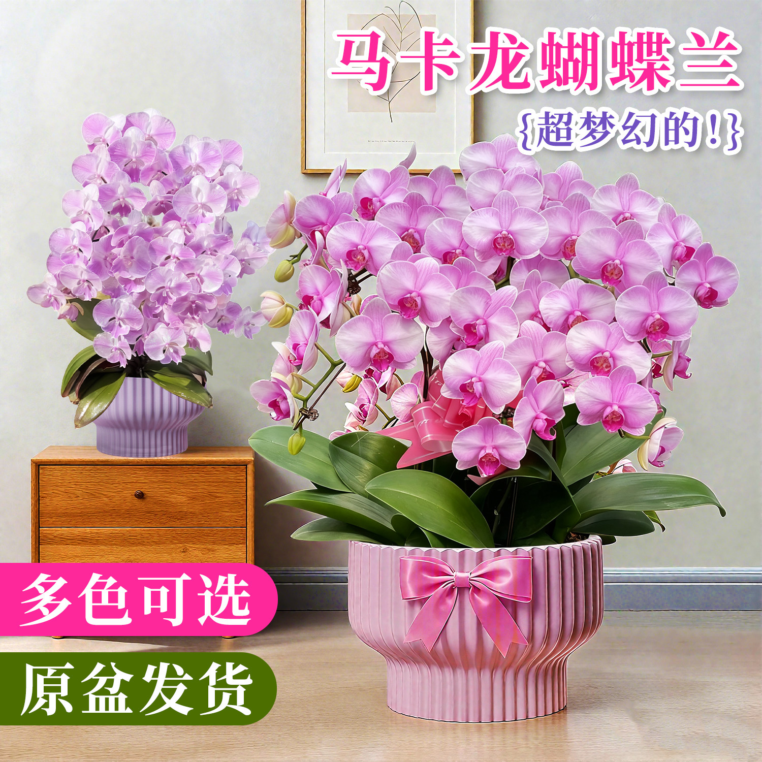 稀有马卡龙蓝星蝴蝶兰苗带花盆栽