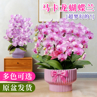 稀有马卡龙蓝星蝴蝶兰苗带花苞盆栽室内鲜花卉绿植好养活轻奢精品