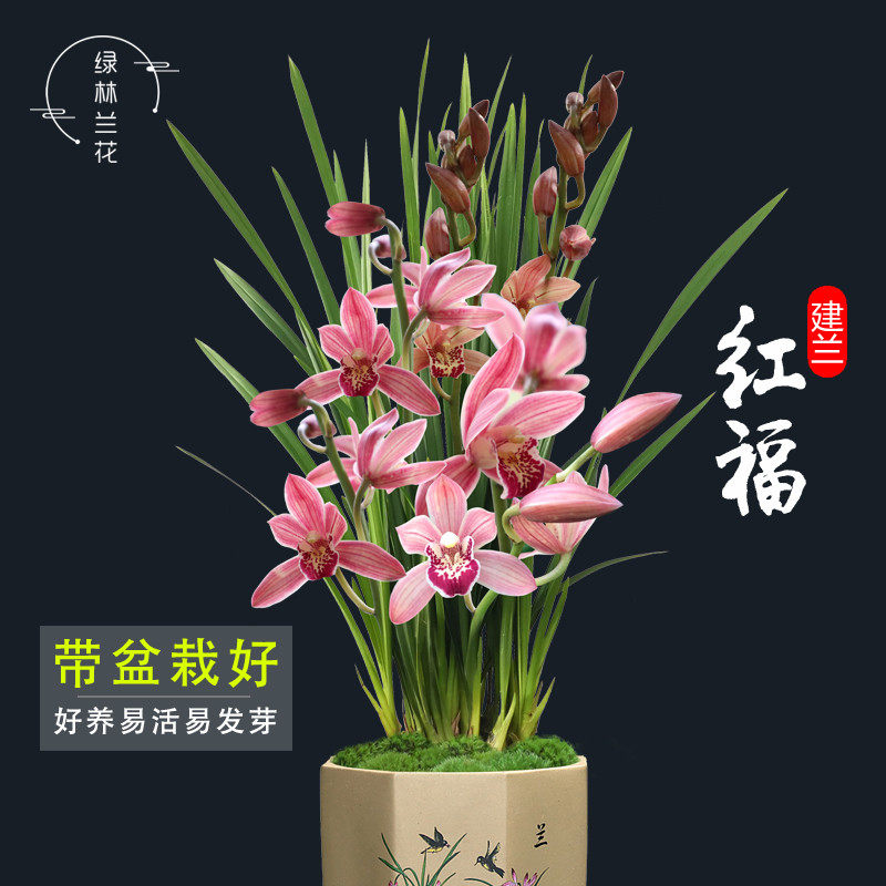 兰花苗 红福 建兰四季兰 好养花卉室内客厅办公室盆栽绿植物