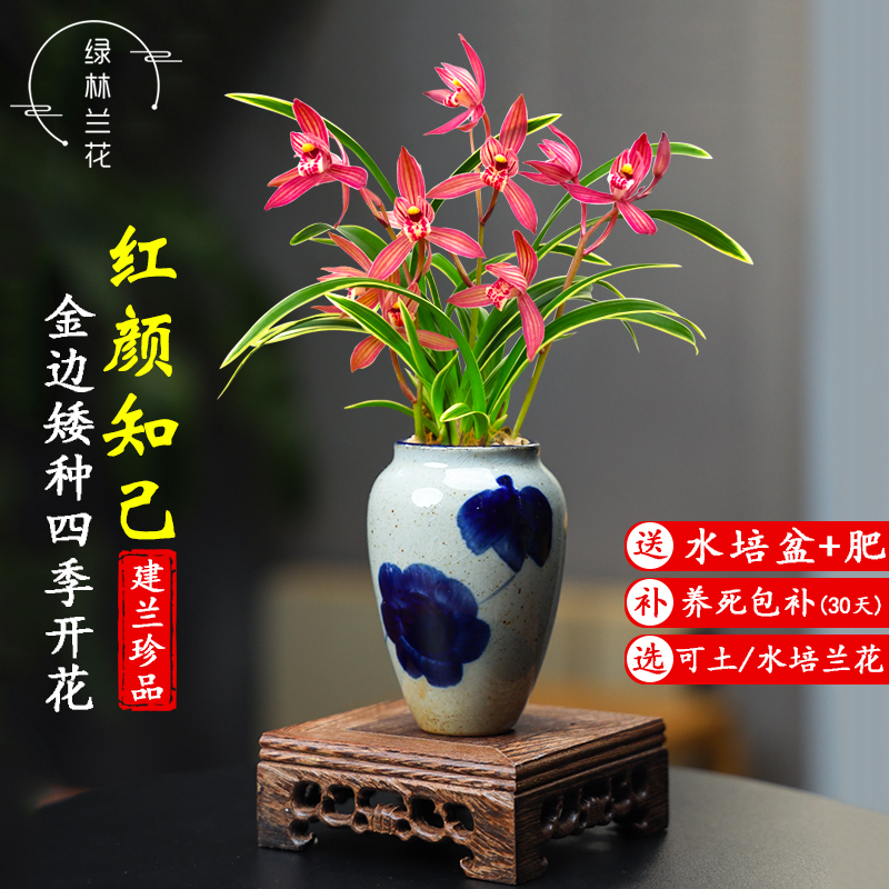 带花苞室内花卉兰花苗红颜知己