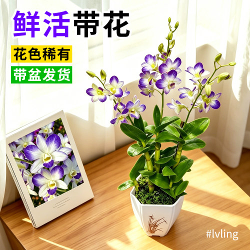 精品紫月贵夫人石斛兰带花苞盆栽