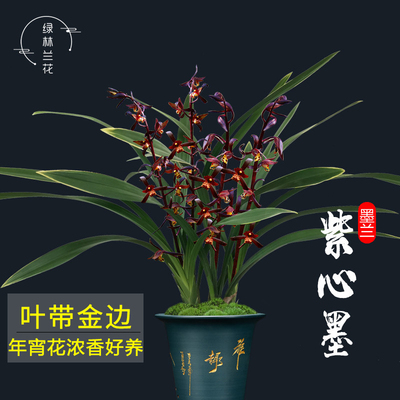 墨兰 紫心墨 浓香型花卉金边兰花盆栽带花苞绿植物国宝级兰花苗