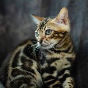 纯种豹猫幼猫孟加拉豹猫幼崽雪豹空心大玫瑰纹豹猫宠物猫猫咪活物