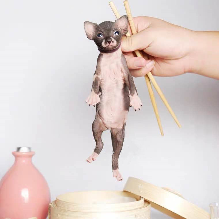加拿大无毛猫幼猫活体小猫幼崽