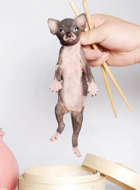 加拿大无毛猫幼猫活体小猫幼崽