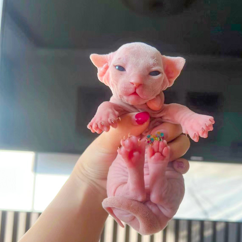 无毛猫幼猫粉嫩小奶猫斯芬克斯