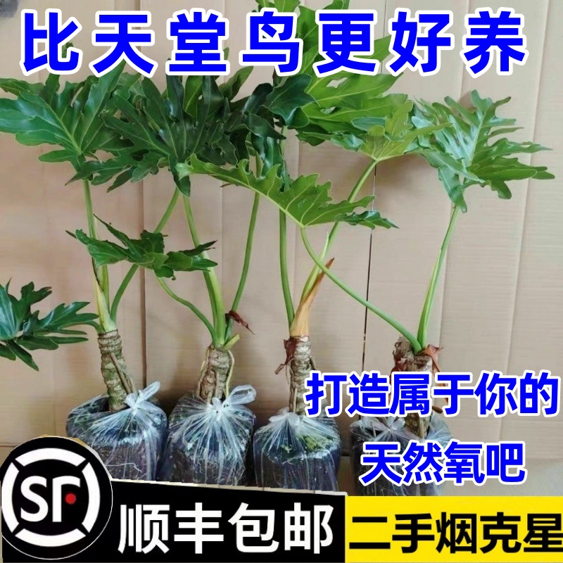 龙鳞春羽春羽盆栽老桩