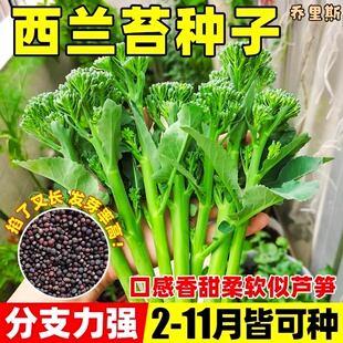 西蘭苔種子甜桿西蘭花長莖西洋芥蘭青花筍耐寒凍農(nóng)家田園蔬菜種子