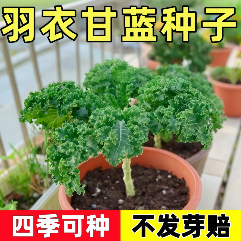 羽衣甘蓝种子可食用种籽苗孑秋冬季紫色蔬菜种籽四季盆栽菜苗冬季
