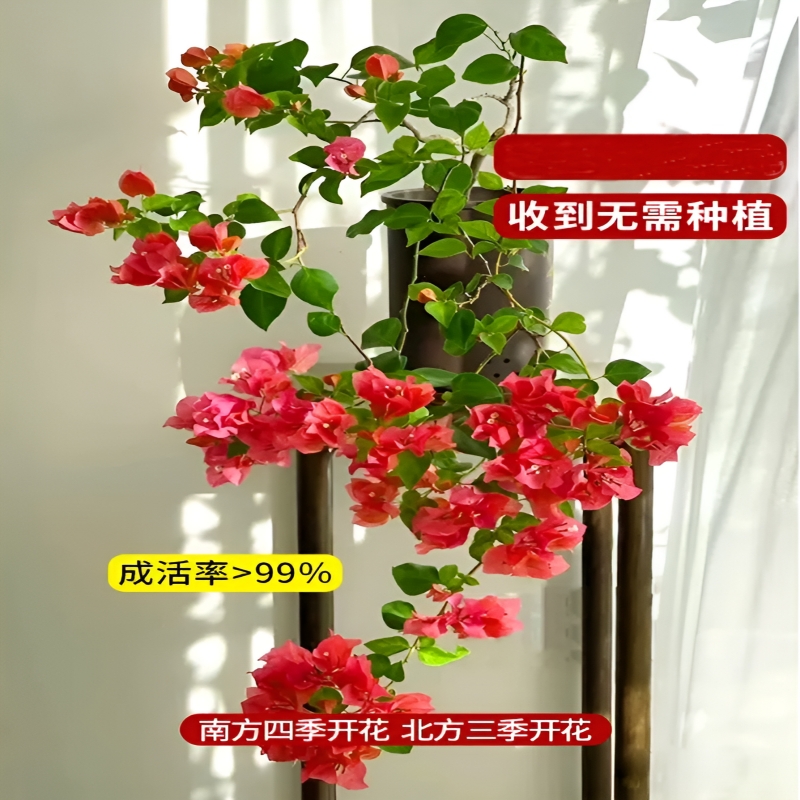 重瓣三角梅盆栽树苗爬藤老桩