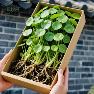 铜钱草水培植物大叶水养金钱草绿植鱼缸水草办公室桌面盆栽净化水