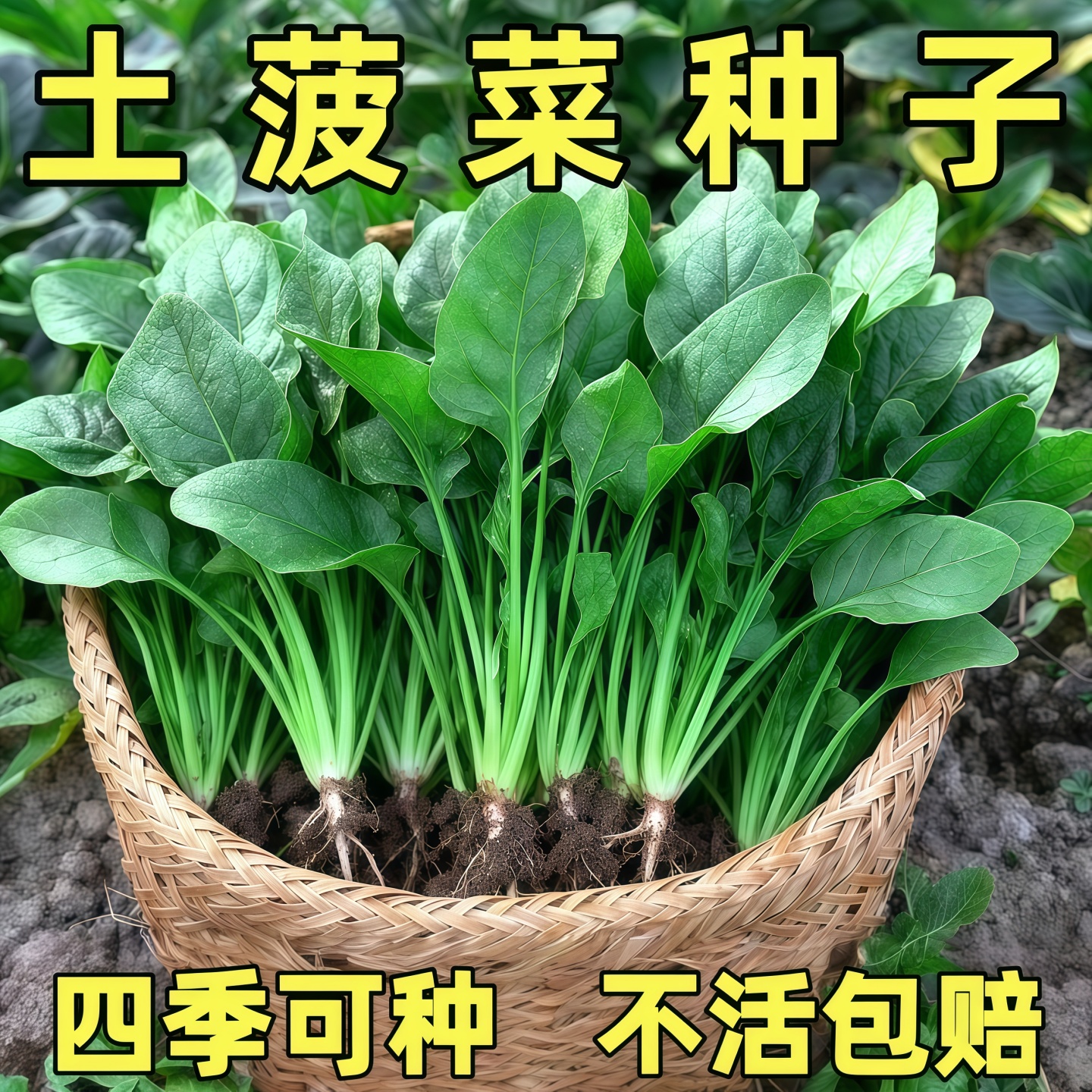 菠菜种子四季农家土菠菜种子耐热大圆叶阳台盆栽蔬菜种籽四季种植