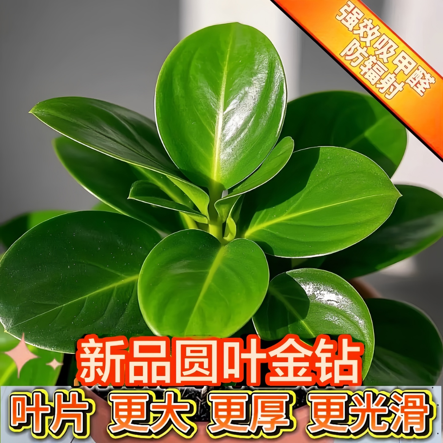 豆瓣绿盆栽室内绿植四季常青
