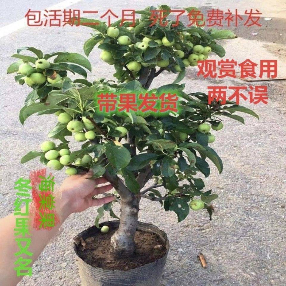 带果发货海棠树冬红果树苗盆景果树海棠盆栽地栽老桩长寿果苹果苗