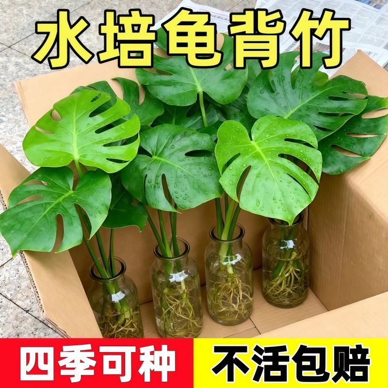 龟背竹水培植物四季绿植室内盆栽客厅办公室桌面大叶老桩水养竹子