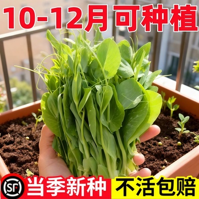 好吃豌豆苗种子鲜嫩种籽种植新鲜耐寒豌豆尖种子四季种植阳台盆栽