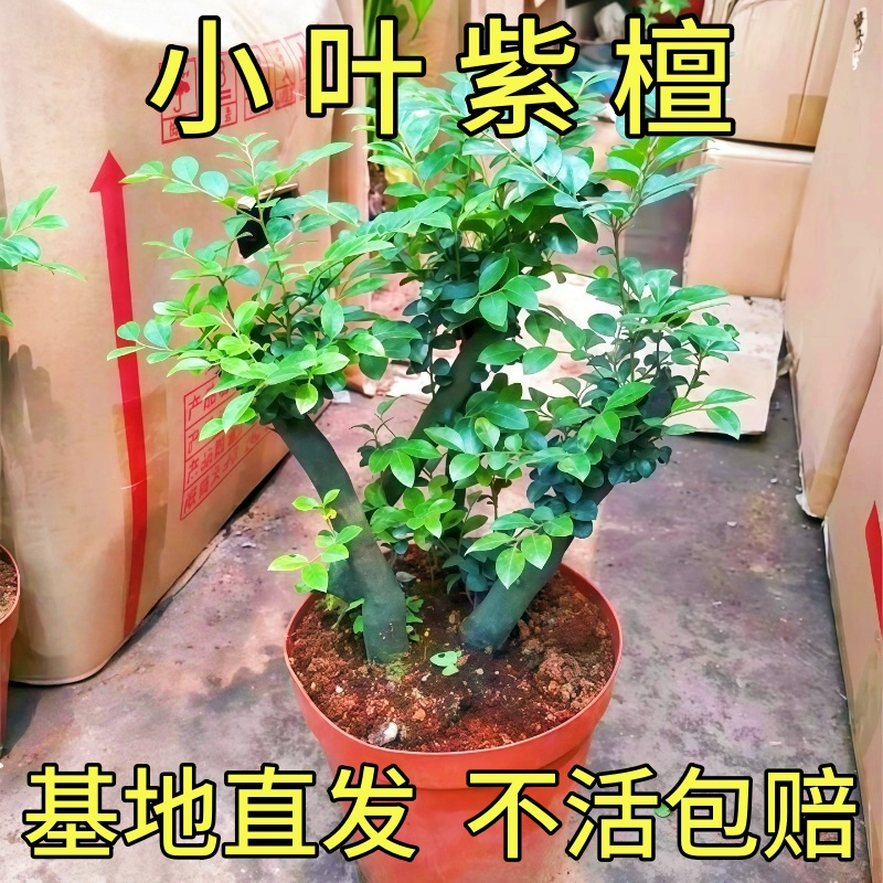 小叶紫檀盆景独杆老桩黑骨茶树苗室内客厅花卉盆栽办公室桌面绿植