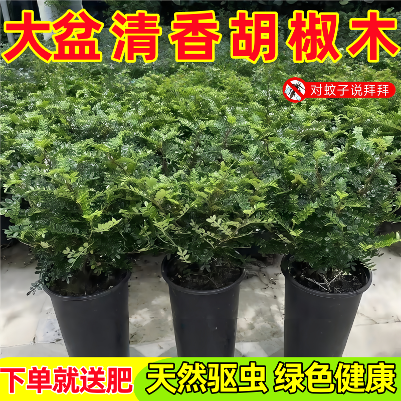 纯正清香胡椒木盆栽花卉室内外驱蚊草植物树苗老桩盆景九里香绿植