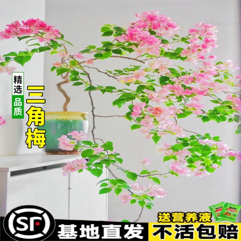 红三角梅重盆栽蜜尚魅