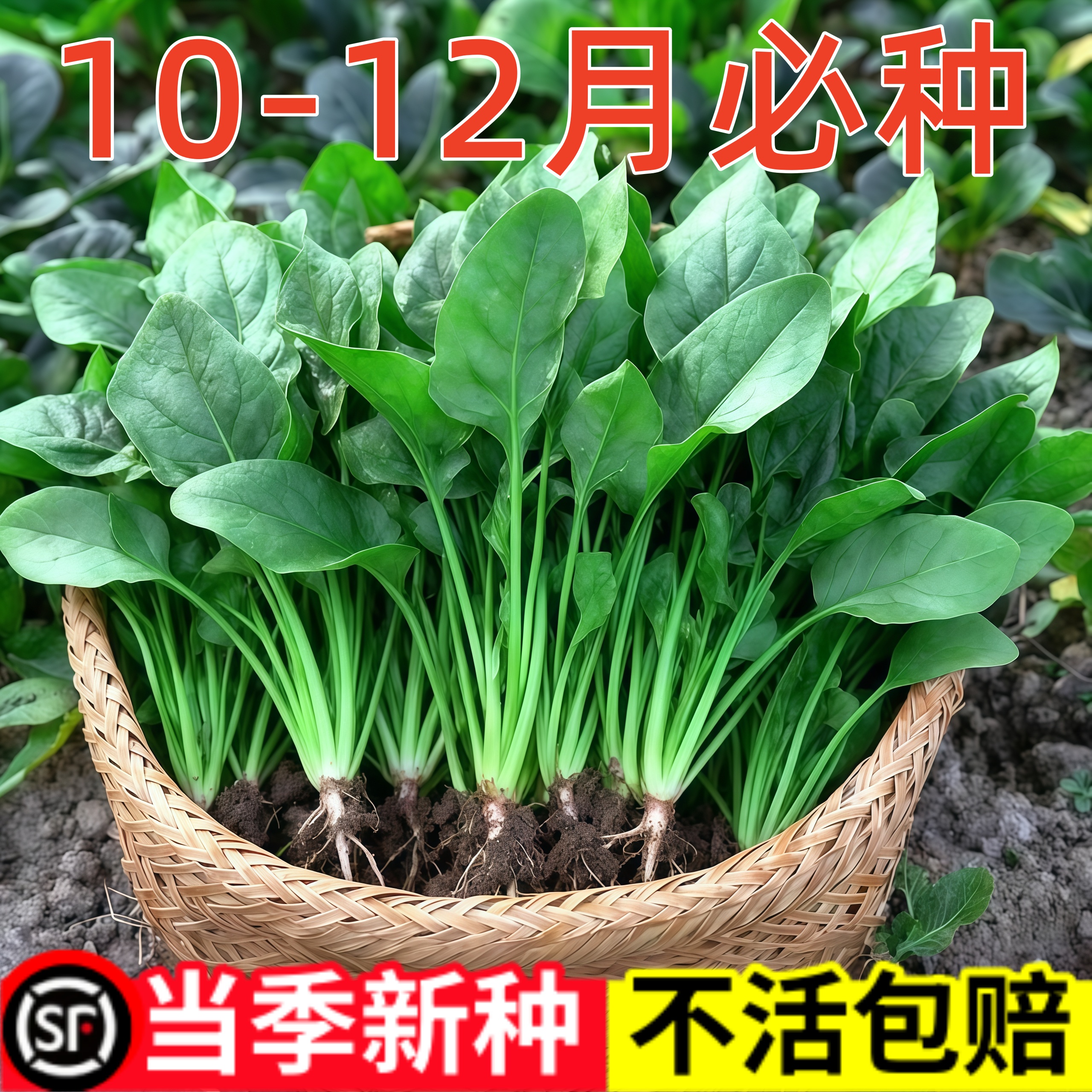 菠菜种子四季农家土菠菜种子耐热大圆叶阳台盆栽蔬菜种籽四季种植