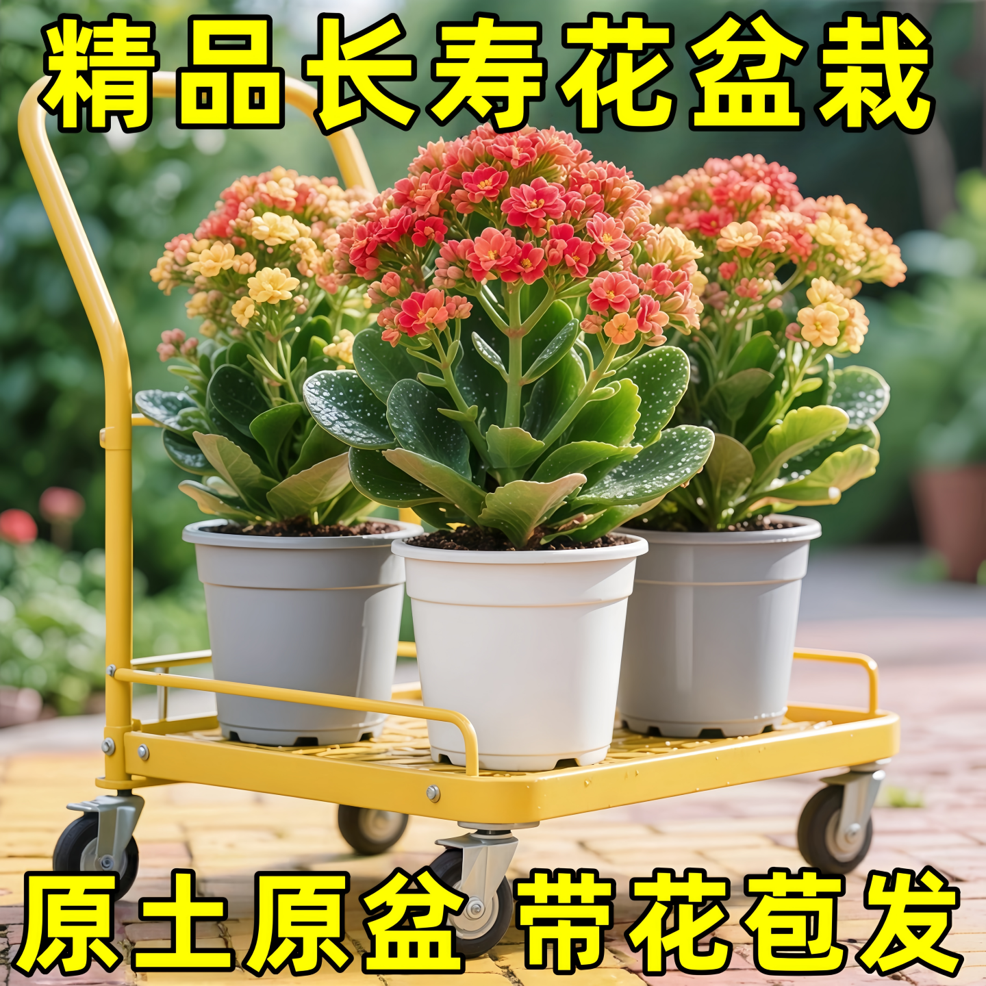 长寿花盆栽重瓣变色龙大花带花苞