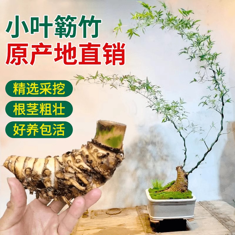 小叶簕竹根苗簕竹桩桌面绿植竹子盆栽室内花园庭院办公室簕竹盆景