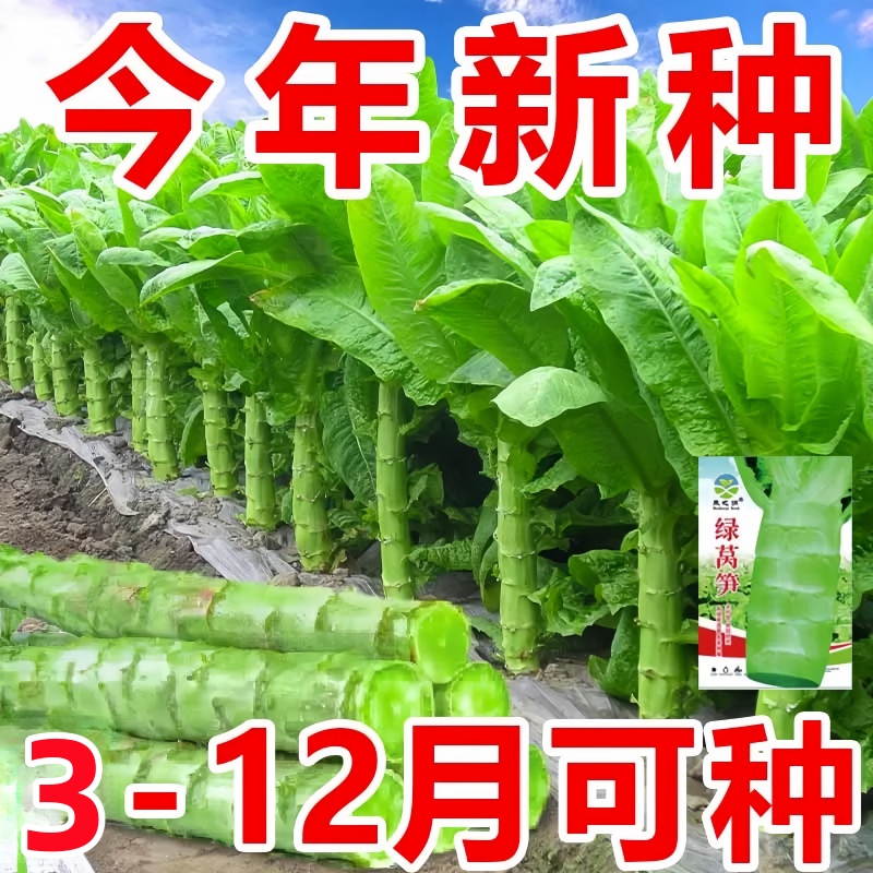 四季莴笋种子青皮青肉香莴笋