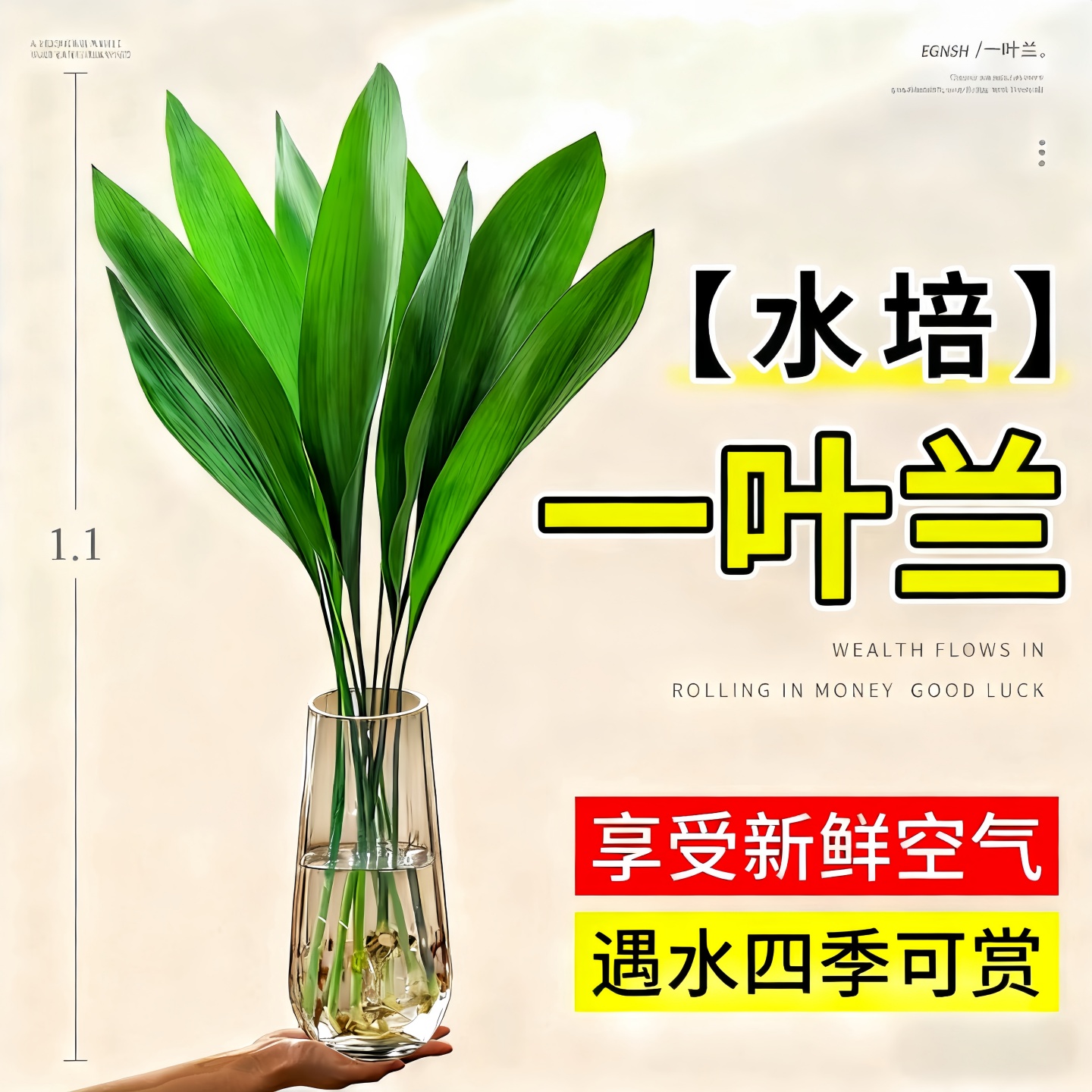 一叶兰水培植物盆栽水养绿植四季常青室内办公室桌面大叶净化空气