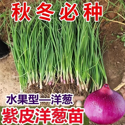 红皮洋葱种子种籽种植苗特大圆葱耐寒紫皮秧苗葱种孑蔬菜幼苗苗子