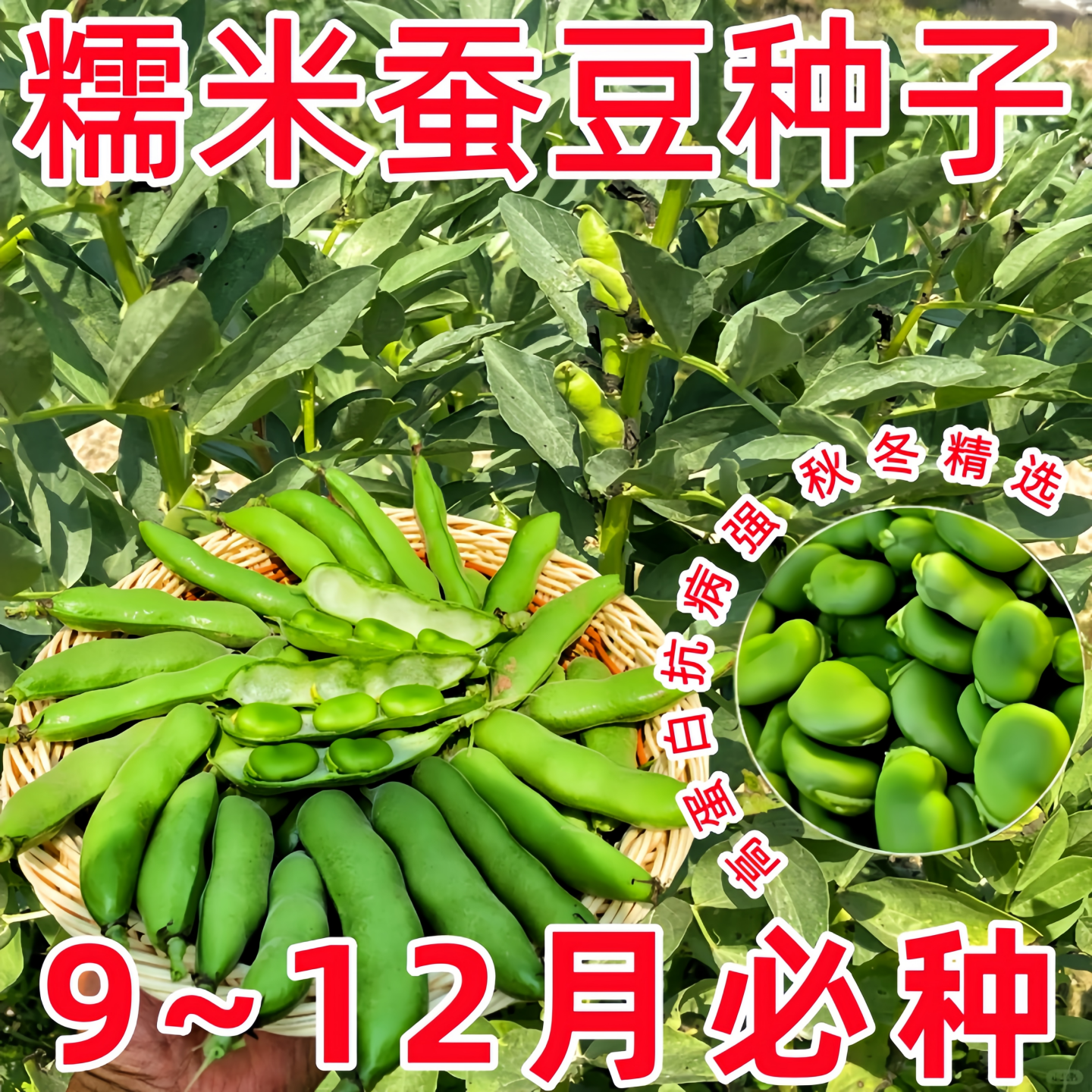 蚕豆种子七星特大罗汉豆种籽