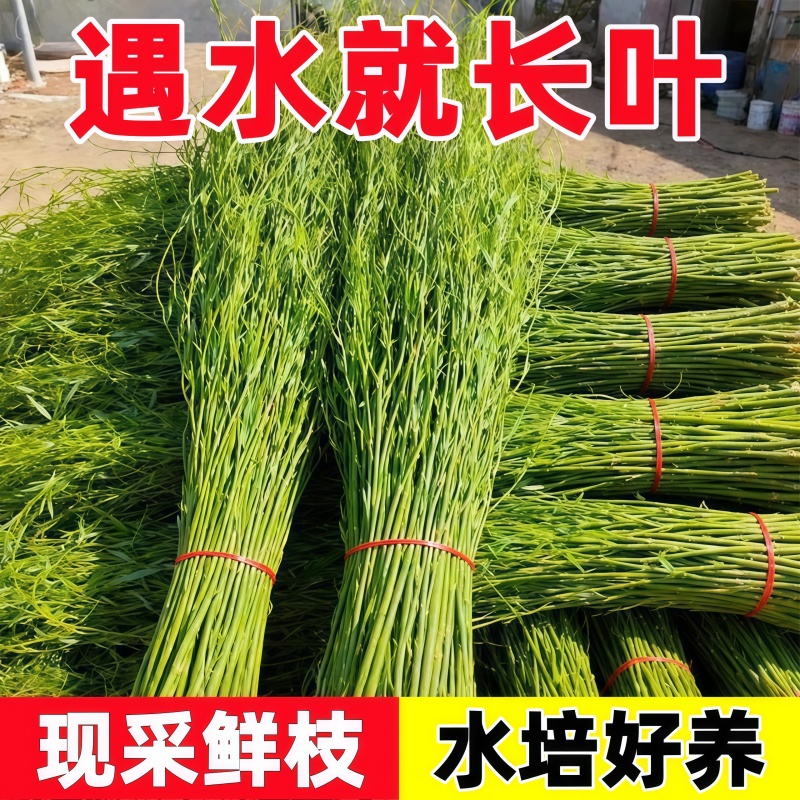 国风龙柳鲜切枝富贵竹客厅水培绿植物花卉室内盆栽好养活干支雪柳