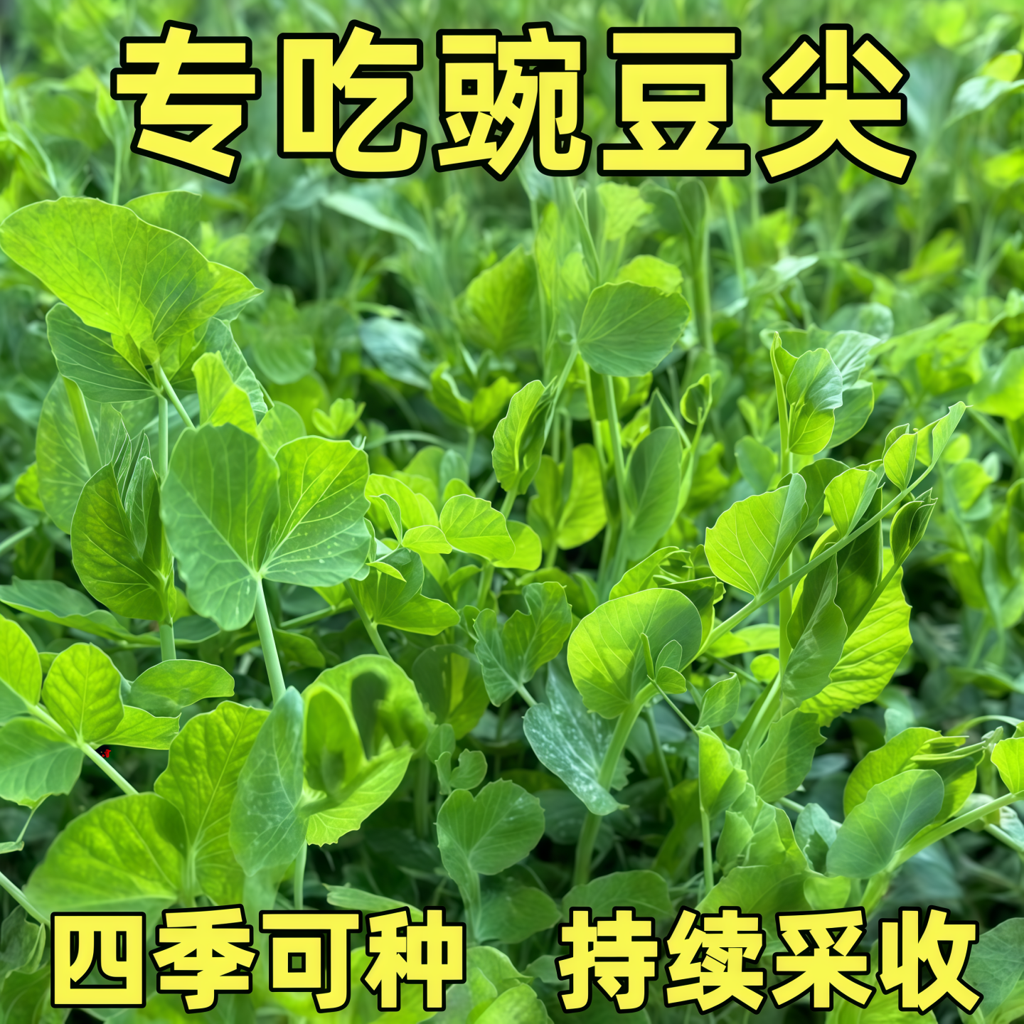 豌豆尖种子四川无须豌豆尖专吃豌豆苗耐寒阳台盆栽碗豆苗蔬菜种籽