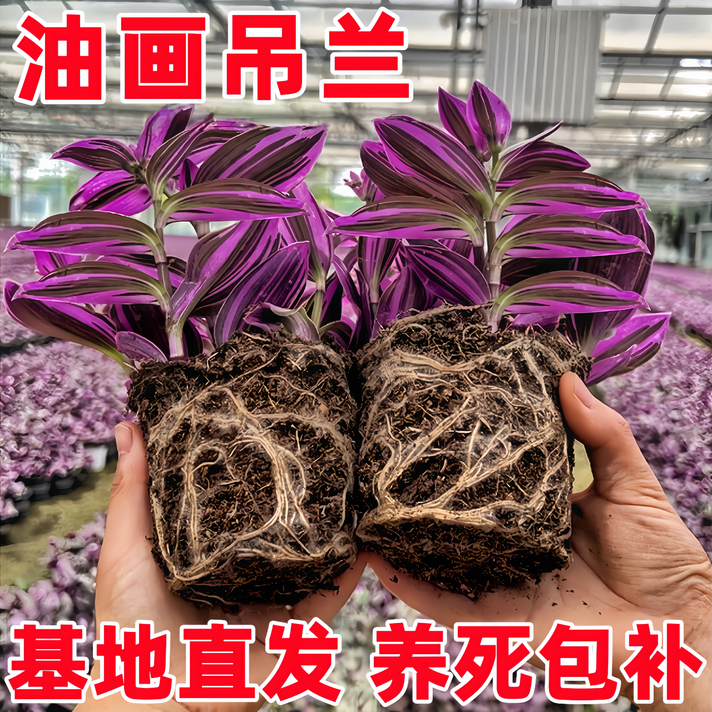 油画婚礼吊兰大苗盆栽进口垂吊爆盆紫露兰好养活绿植室内多肉植物