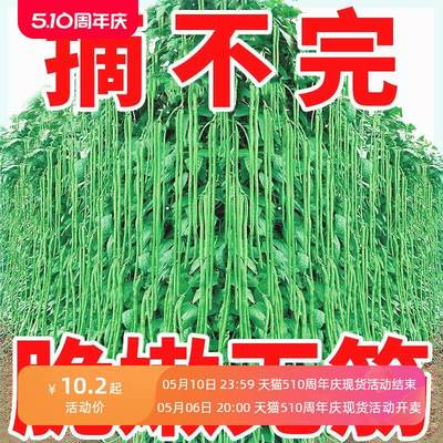 特长无筋长豆角种子高产翠绿色长豇豆子种籽四季庭院种植蔬菜种子