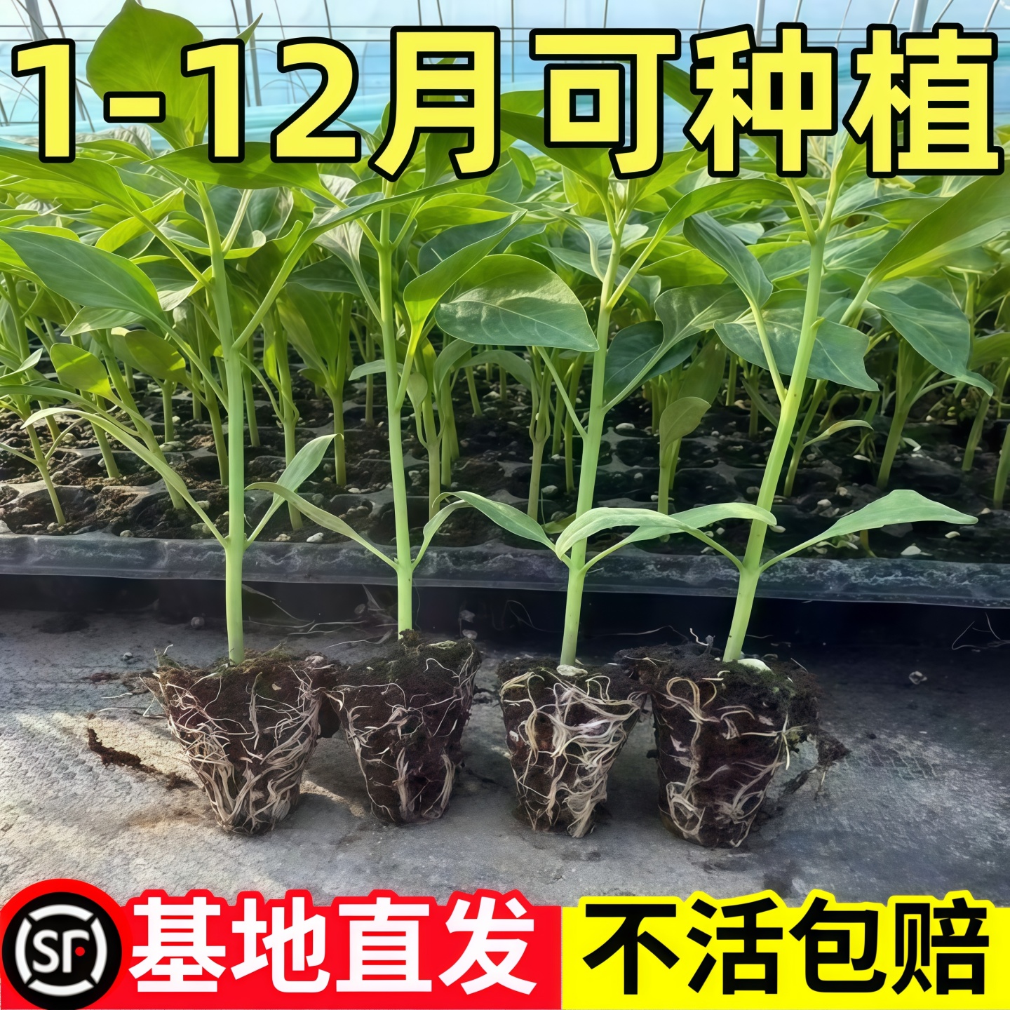 正宗樟树港辣椒苗原产地核心产区带叶带土发货湖南辣椒苗蔬菜苗子