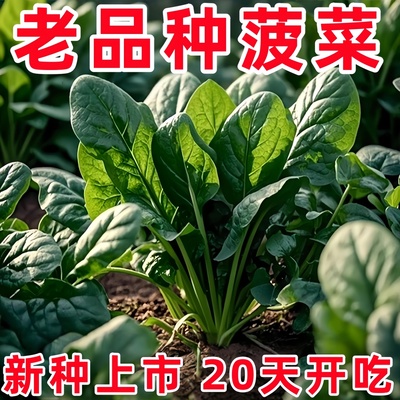 红根大叶菠菜种子四季耐热耐寒