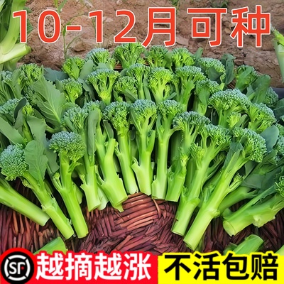 正宗西兰苔种子绿西兰苔四季西洋芥兰西兰花夏天八月种植蔬菜种