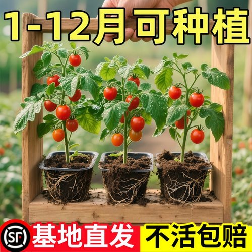 红矮生盆栽小番茄苗秧黄樱桃圣女果苗水果西红柿苗春秋四季阳台种