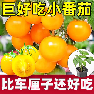 壽光超甜爆汁夏日陽光番茄苗秧金玲瓏小黃色珍珠圣女圣女果種子苗