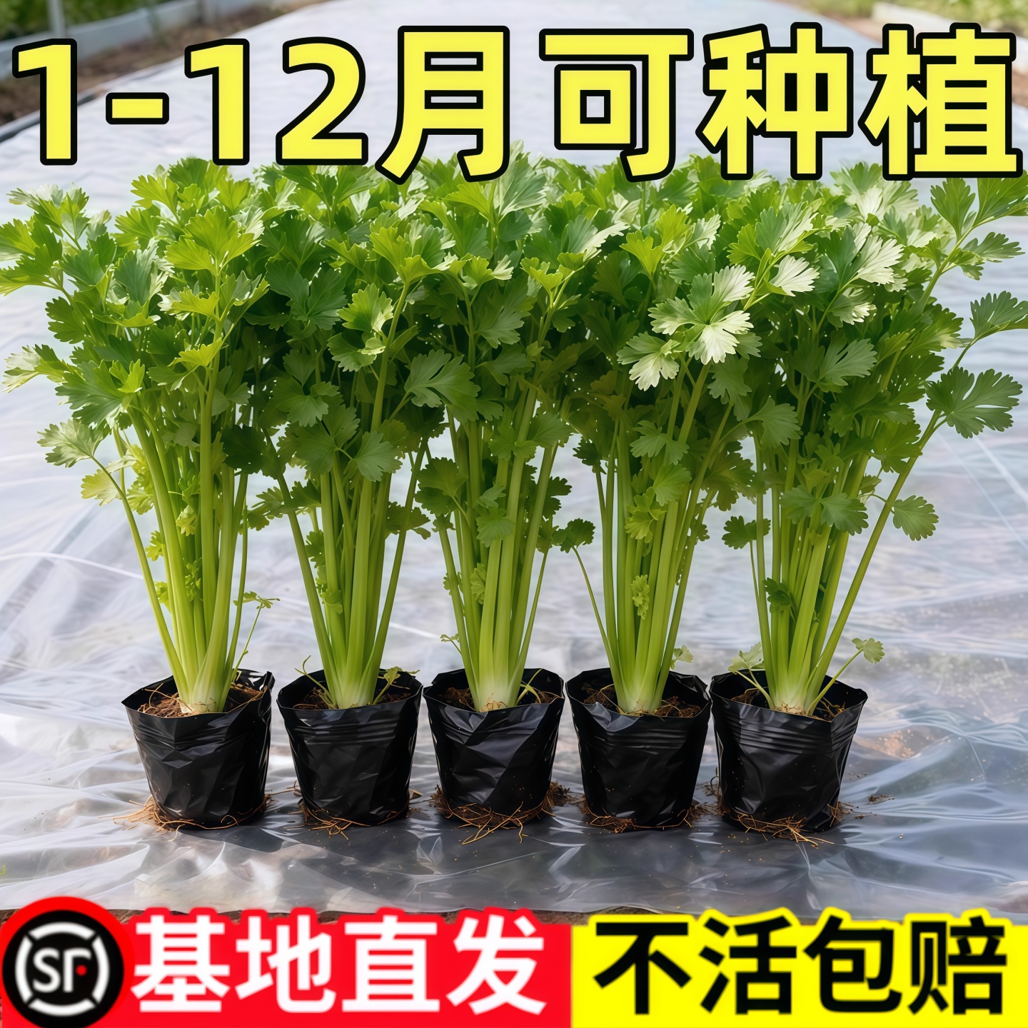 四季小香芹水果芹菜苗山芹幼苗秧苗蔬菜苗西芹野芹苗盆栽新鲜带根