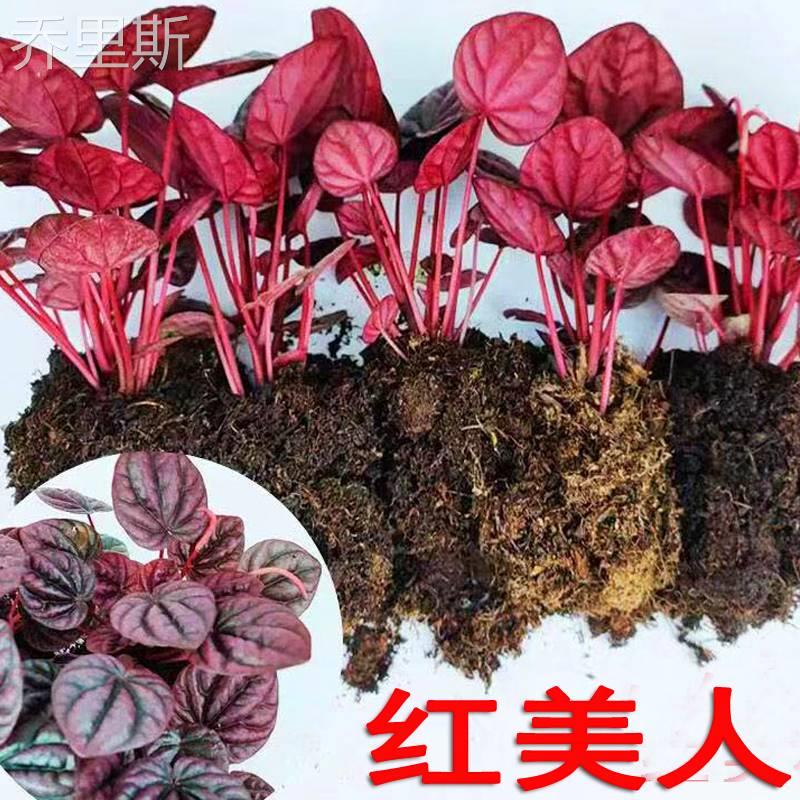 花苞发货红宝石叶椒草盆栽植物
