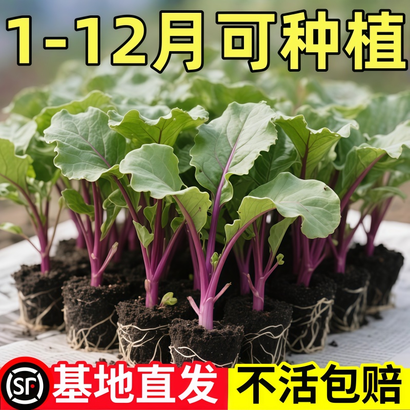 红菜苔秧苗蔬菜种子籽盆栽湖北菜苗秋冬季阳台种植菜种孑四季播种