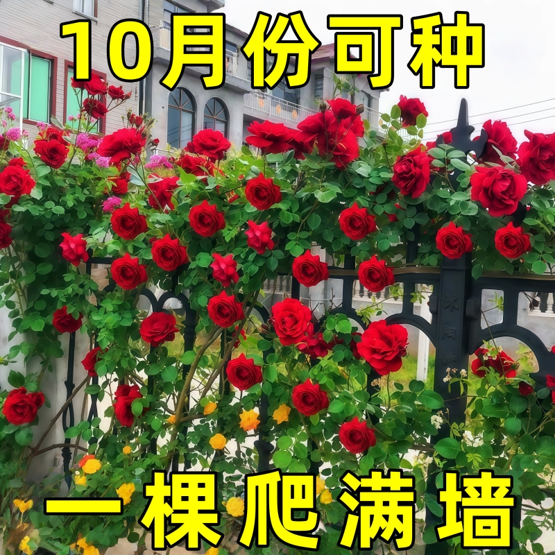 蔷薇花苗爬藤四季月季花苗特大花藤本庭院盆栽特大苗开花爬藤月季